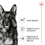 Pastore tedesco con benefici nutrizionali illustrati