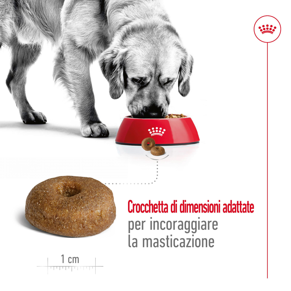 Cane mangia crocchette da ciotola rossa