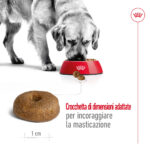 Cane che mangia crocchette da ciotola rossa