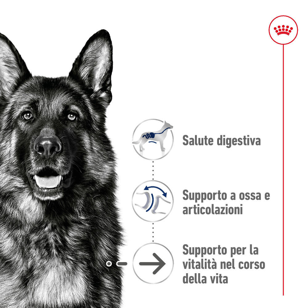 Pastore tedesco con benefici nutrizionali illustrati