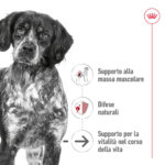 Cane bianco e nero con benefici nutrizionali