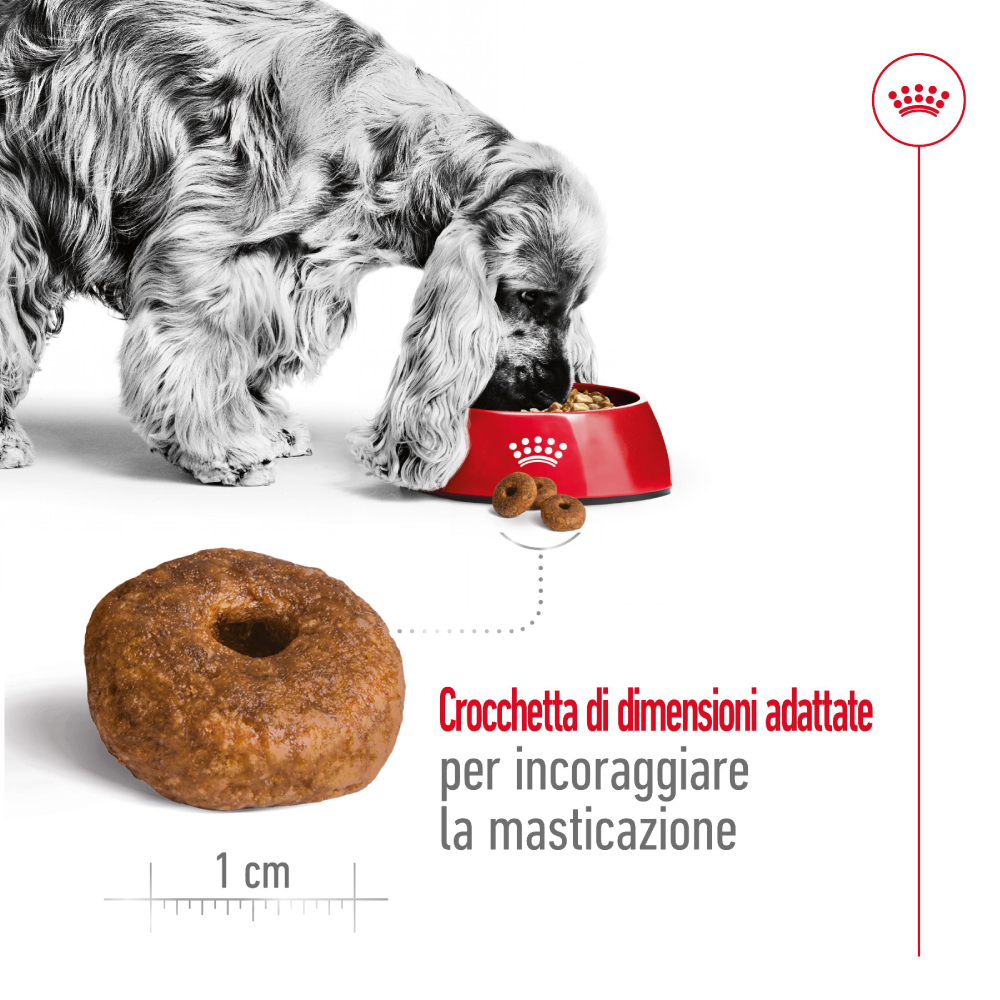 Cane mangia crocchette da ciotola rossa