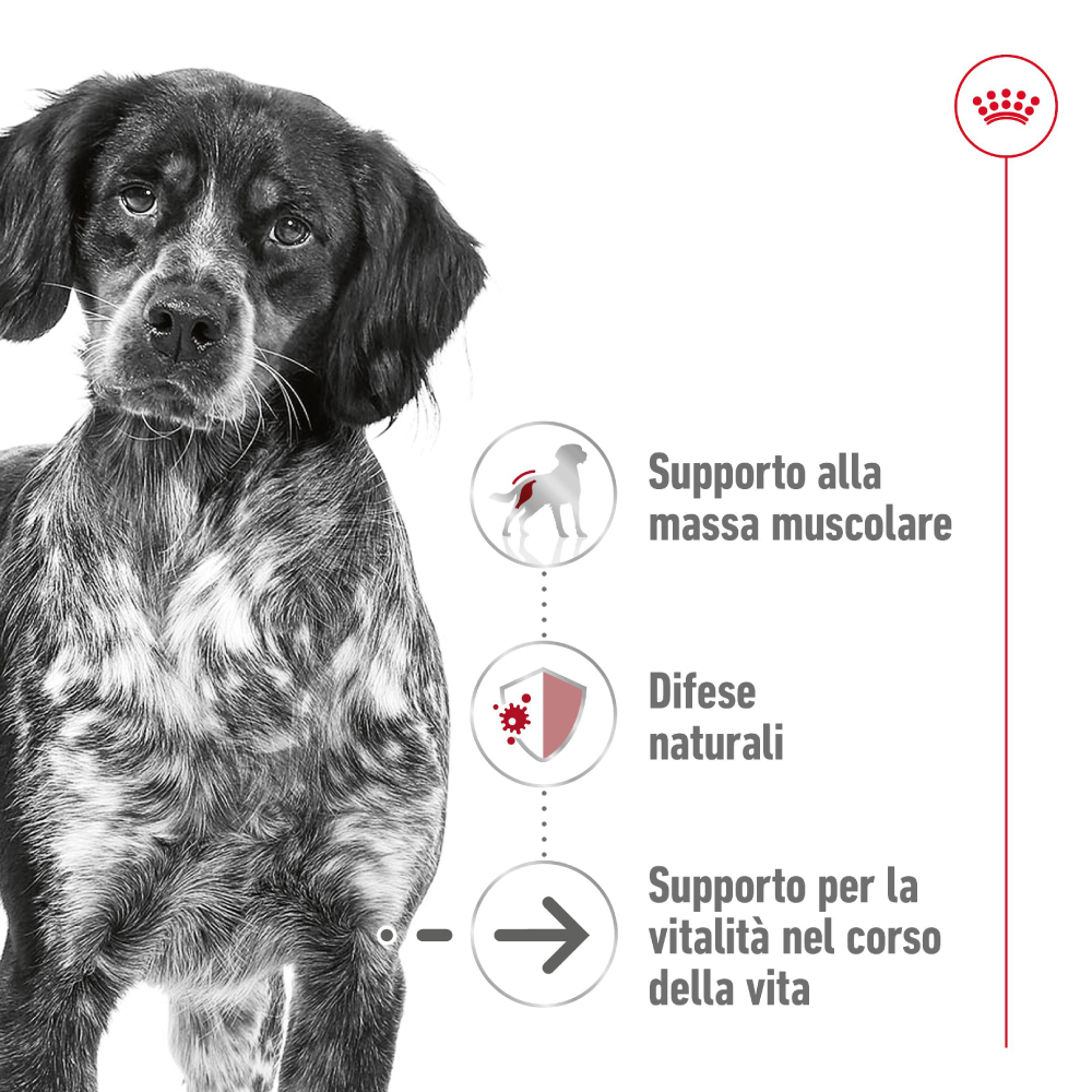 Cane bianco e nero con benefici nutrizionali