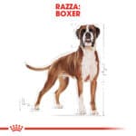 BOXER ADULT0