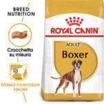 BOXER ADULT6