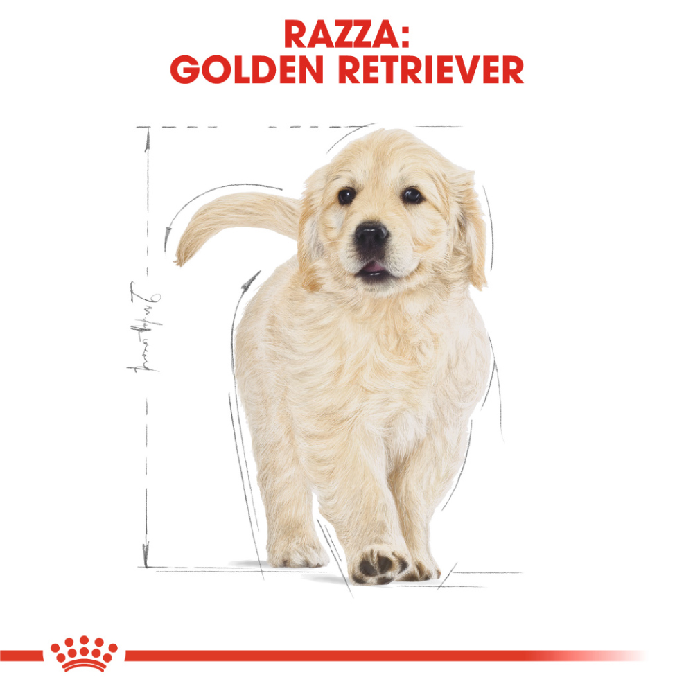 Cucciolo di Golden Retriever su sfondo bianco