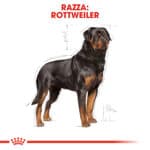 ROTTWEILER ADULT0