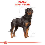 Illustrazione di un cane Rottweiler in posa