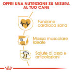 Benefici nutrizione su misura per il cane