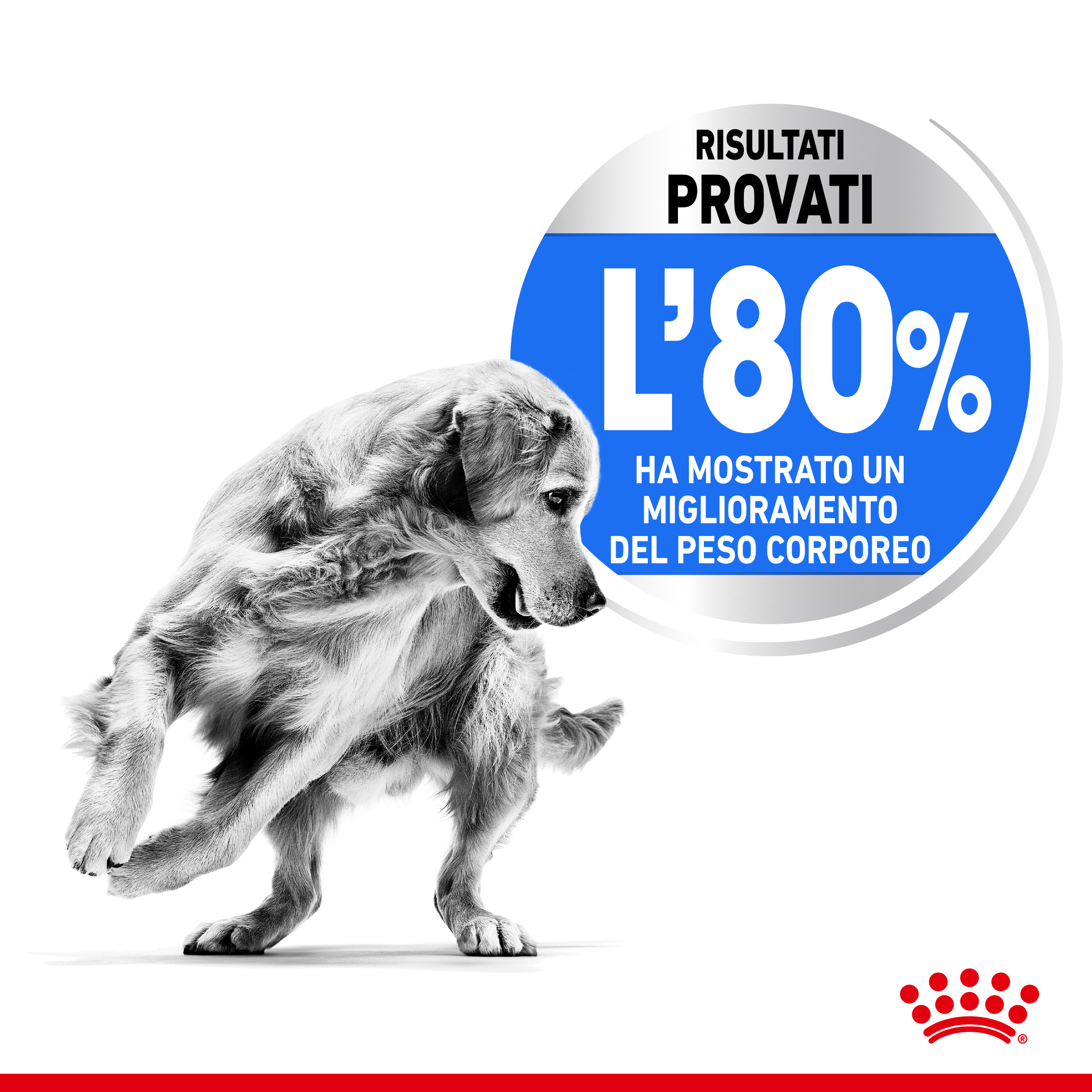 royal-canin-dog-medium-light-weight-care-gallery (2)