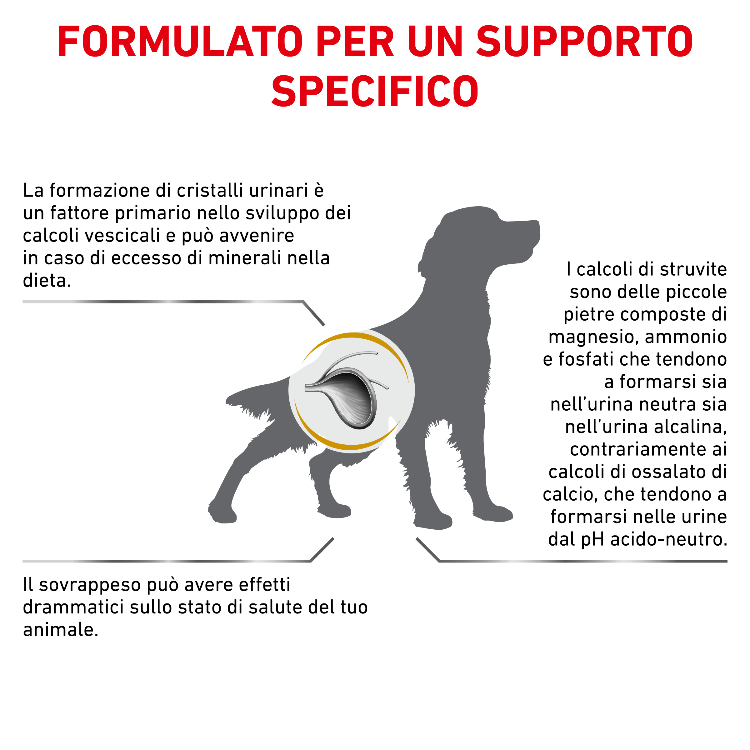 Infografica su calcoli urinari nel cane