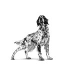 royal-canin-dog-veterinary-diet-gastrointestinal-high-fibre-gallery-2
