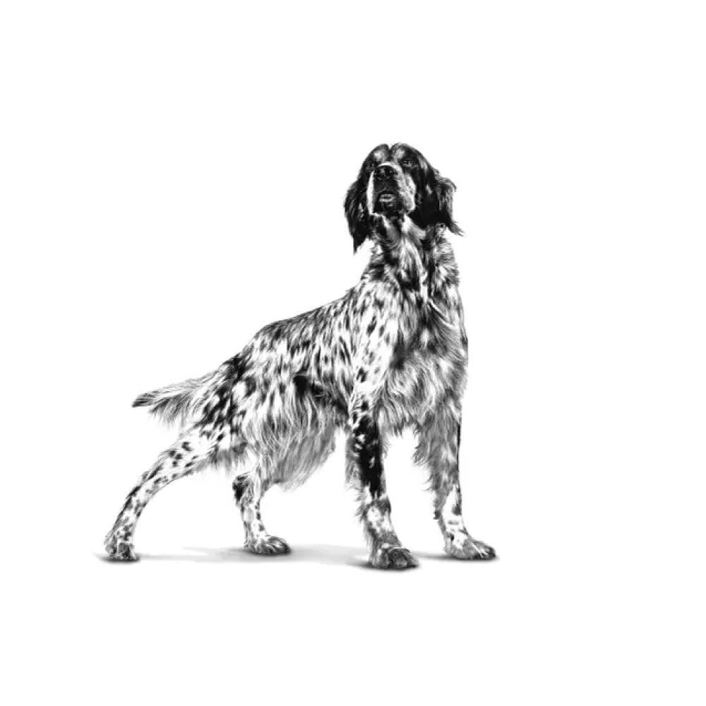 royal-canin-dog-veterinary-diet-gastrointestinal-high-fibre-gallery-2