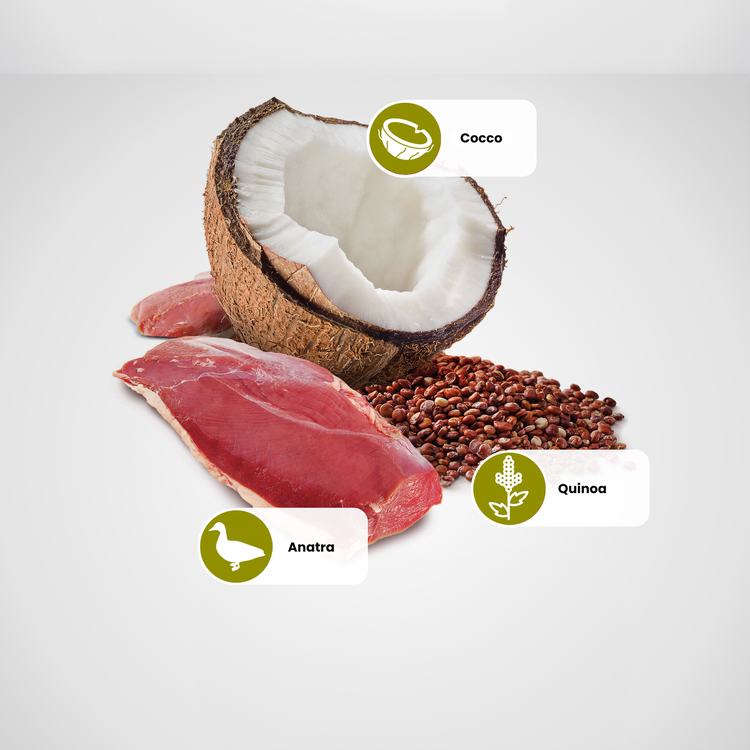 Cocco, anatra e quinoa su sfondo chiaro
