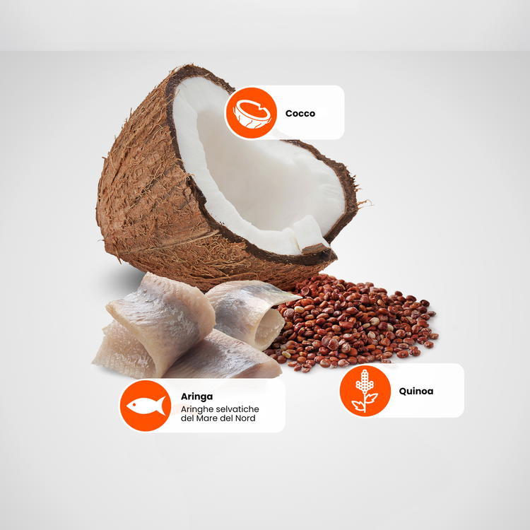Cocco, aringa e quinoa su sfondo chiaro