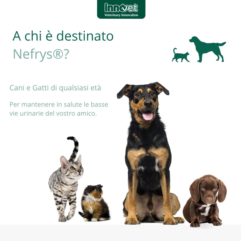 innovet-dogcat-nefrys-gallery-3