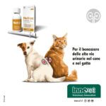 innovet-dogcat-nefrys-gallery-4