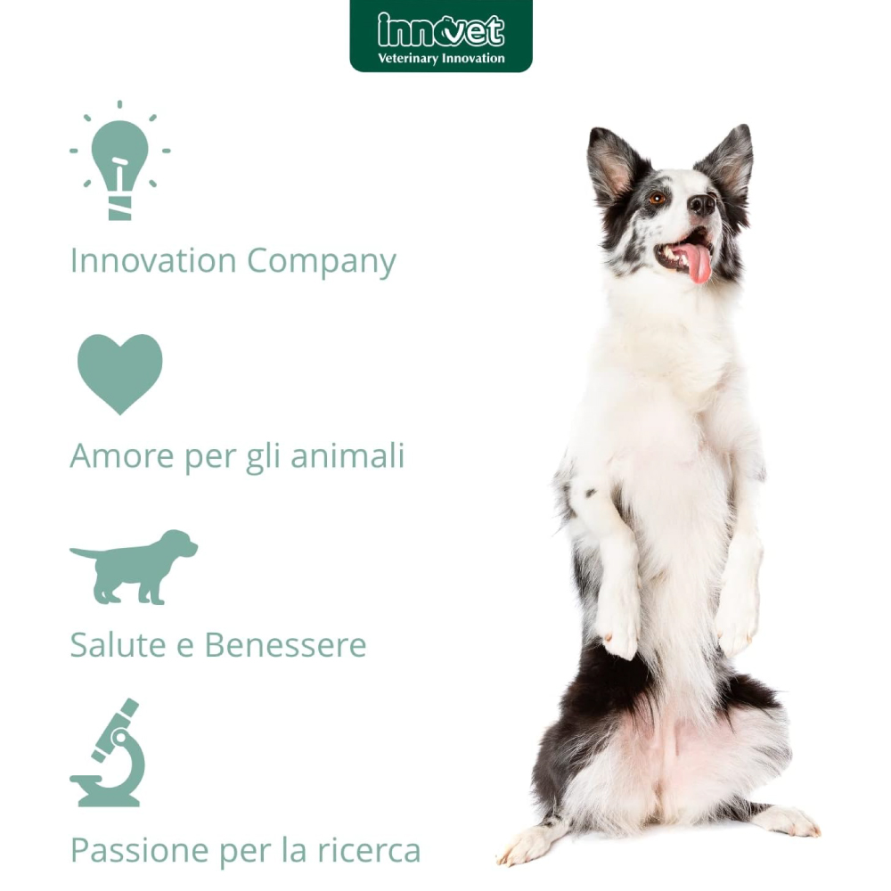 innovet-dogcat-nefrys-gallery-5