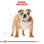 BULLDOG INGLESE ADULT0