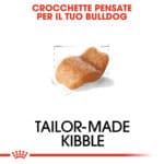 BULLDOG INGLESE ADULT1