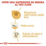 BULLDOG INGLESE ADULT2