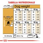 BULLDOG INGLESE ADULT4
