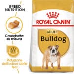BULLDOG INGLESE ADULT5