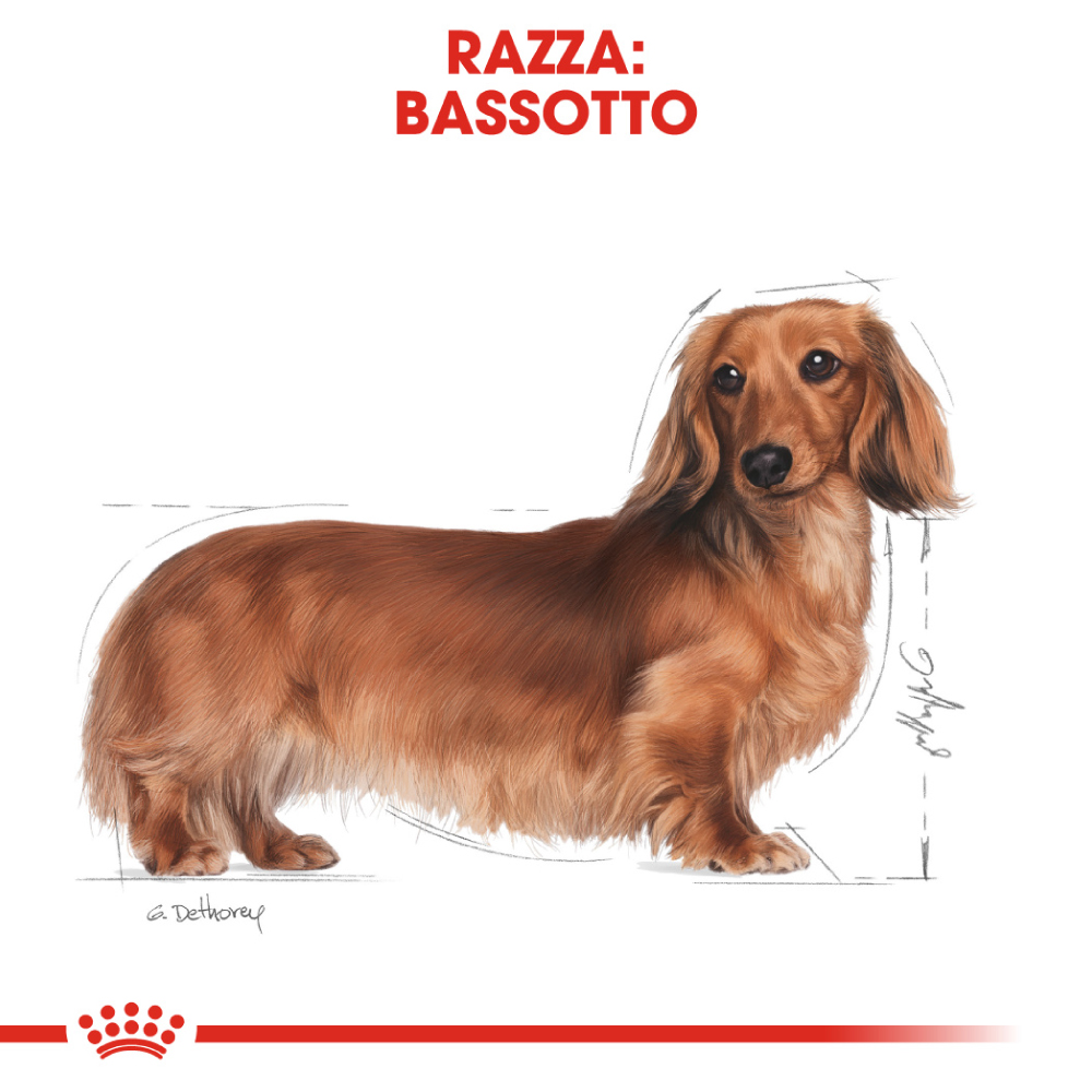 royal-canin-dachshund-bassotto-adult-gallery-2