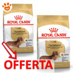 royal-canin-dachshund-bassotto-adult-mp