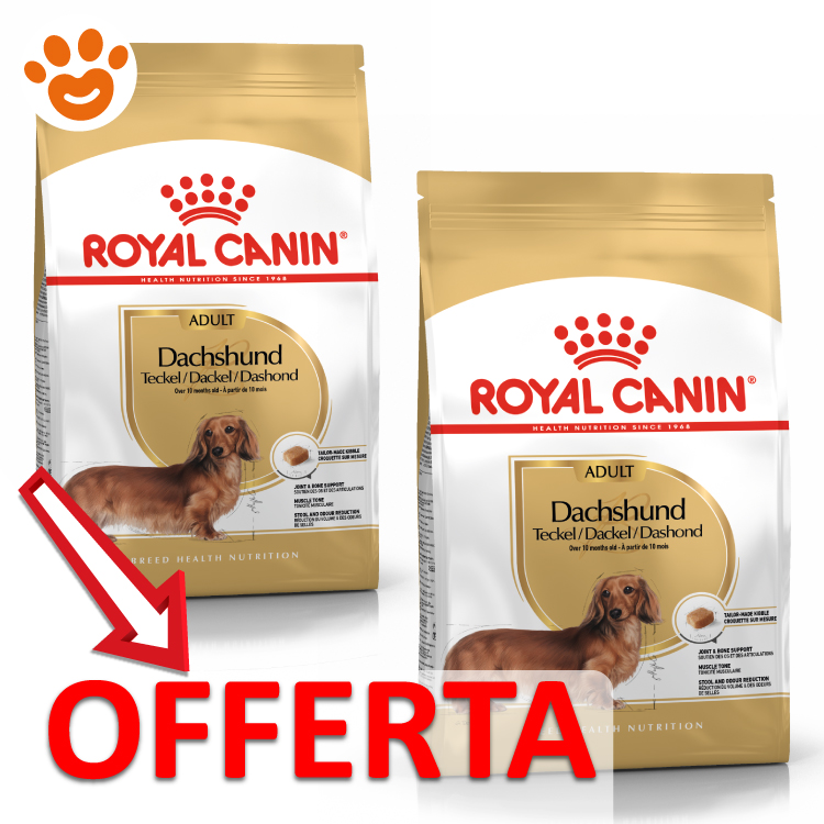 royal-canin-dachshund-bassotto-adult-mp
