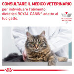 Gatto dal veterinario per alimentazione Royal Canin