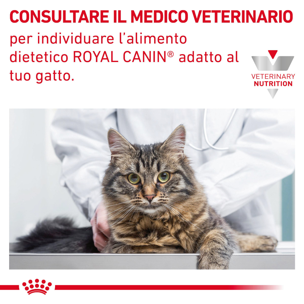 Gatto dal veterinario per alimentazione Royal Canin
