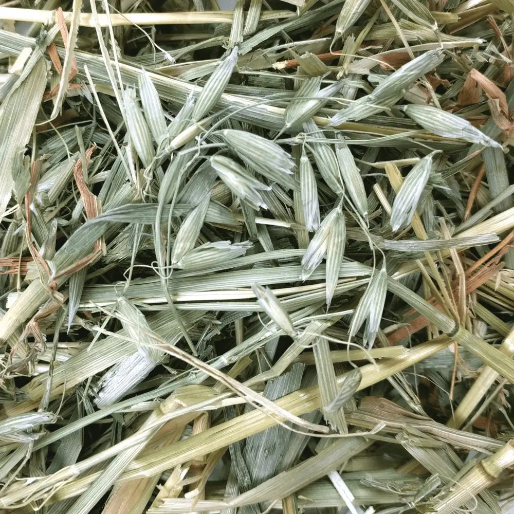 Primo piano di avena secca e fieno