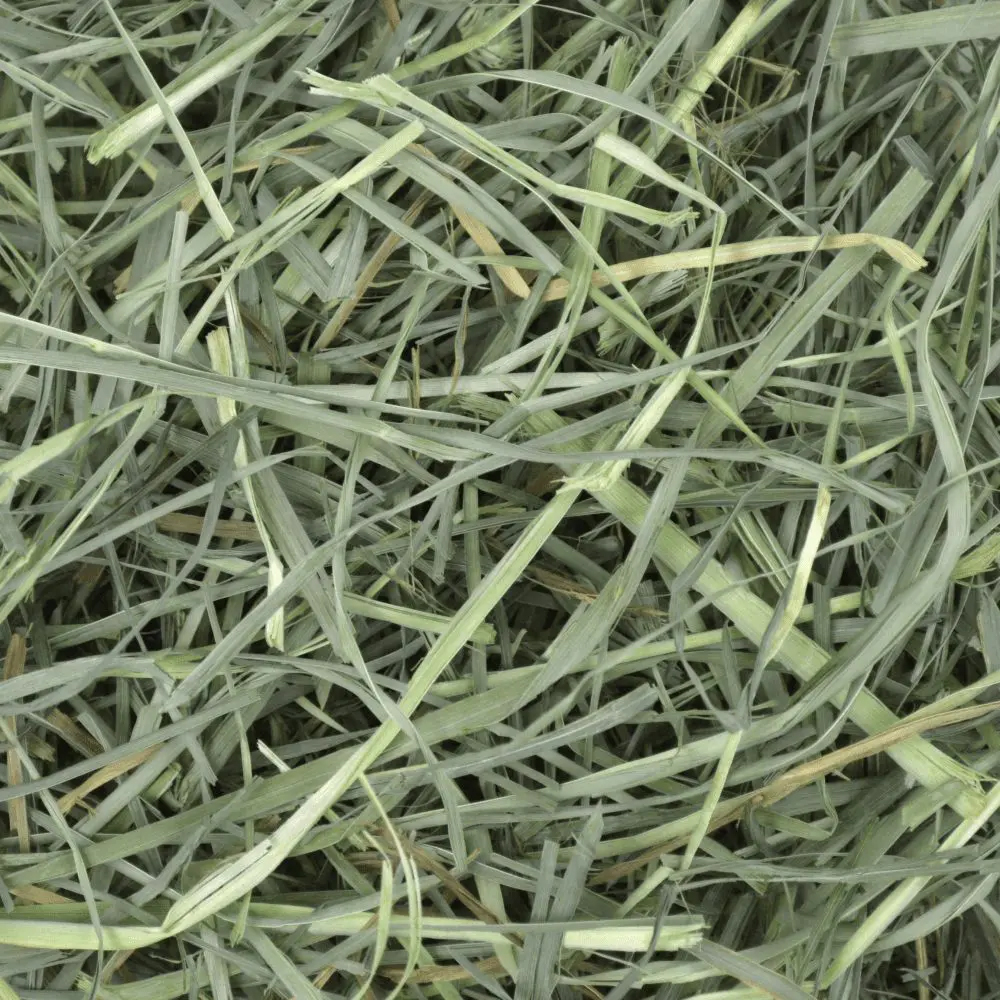 Primo piano di erba tagliata verde