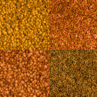 Quattro tipi di lenticchie colorate in primo piano
