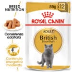 RC-FBN-Wet-BritishSH-MV-Eretailkit﻿-it_IT