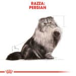 RC-FBN-Wet-Persian-CV-Eretailkit-1﻿-it_IT