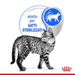 RC-SPT-WET-IndSterJelly-CV-2-it_IT