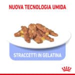 RC-SPT-WET-IndSterJelly-CV-3-it_IT