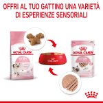 RC-SPT-WET-Kitten-LOAF-CV-4-it_IT