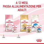 RC-SPT-WET-Kitten-LOAF-CV-8-it_IT