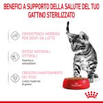 RC-SPT-WET-KittenSter-CIG-CV-3-it_IT