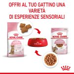 RC-SPT-WET-KittenSter-CIG-CV-4-it_IT