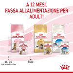 RC-SPT-WET-KittenSter-CIG-CV-8-it_IT