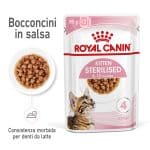 RC-SPT-WET-KittenSter-CIG-MV-1-it_IT
