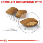 rc-ccn-exigent-mini (3)