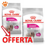 rc-dog-ccn-exigent-mini-mp