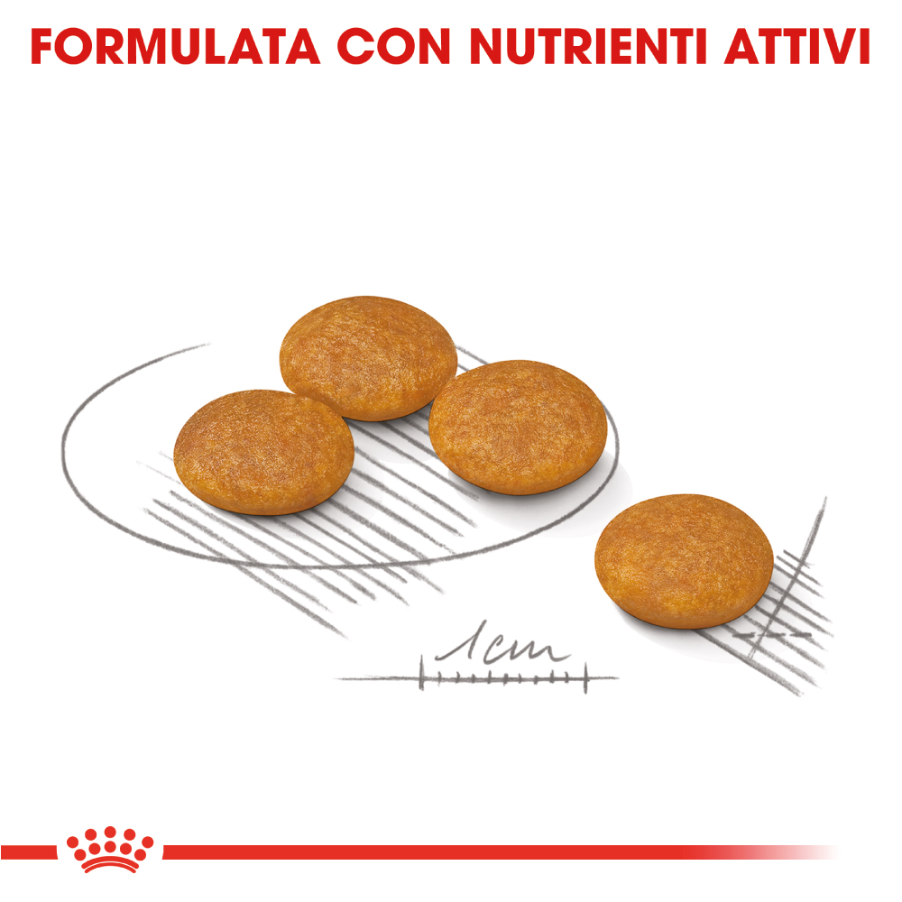 royal-canin-dog-ccn-mini-dermacomfort-gallery-4