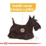 royal-canin-dog-ccn-mini-dermacomfort-gallery-6