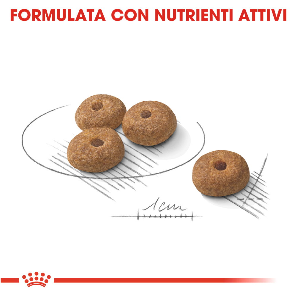 royal-canin-dog-ccn-mini-sterilised-gallery-4